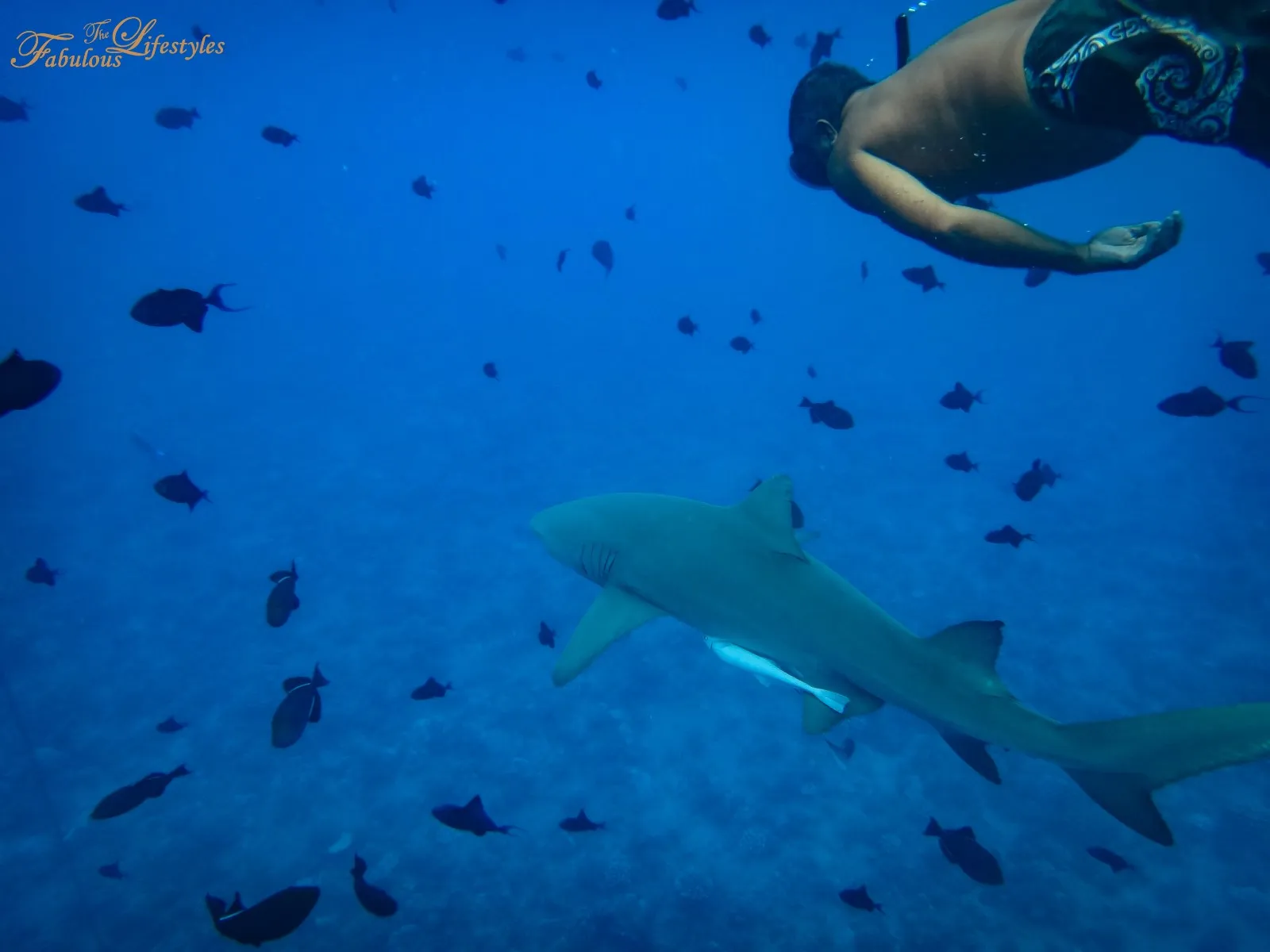 Swimming with sharks in Bora Bora