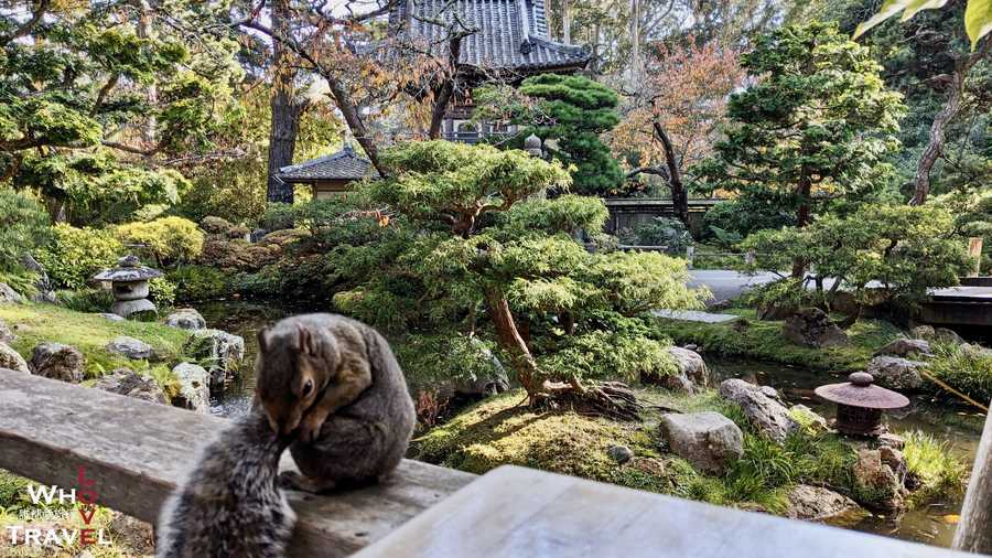 11 san francisco japanese tea garden